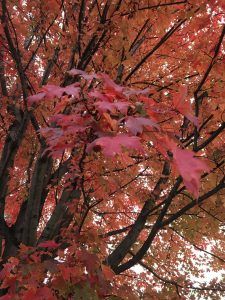 img_0019