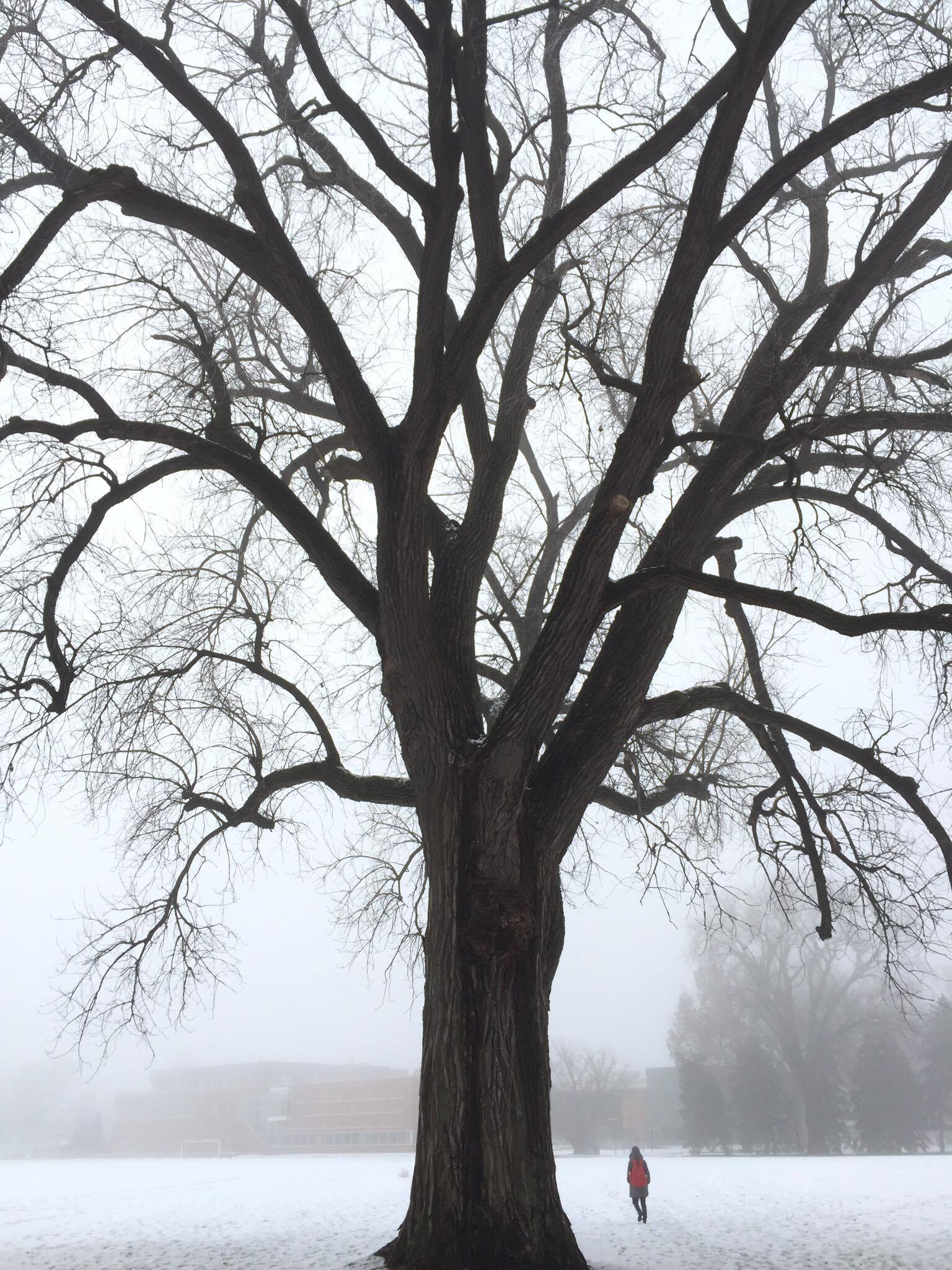 White morning in Grinnell