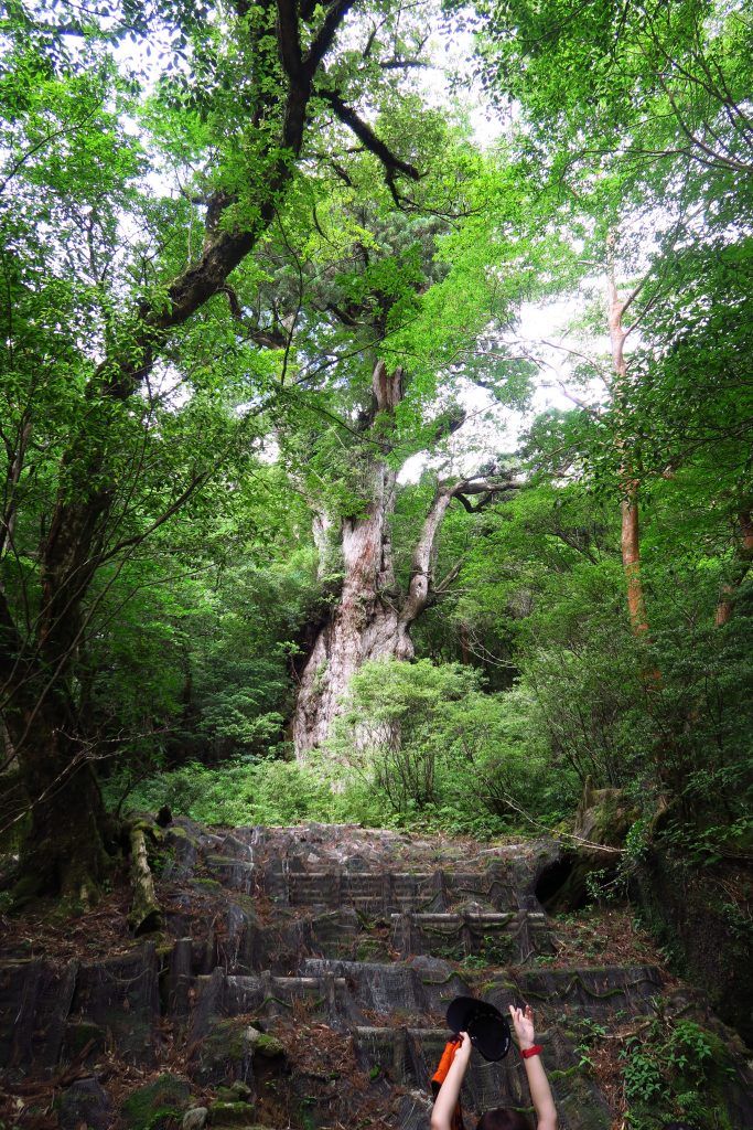 縄文杉