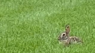 グリネルの好きなところ：人編