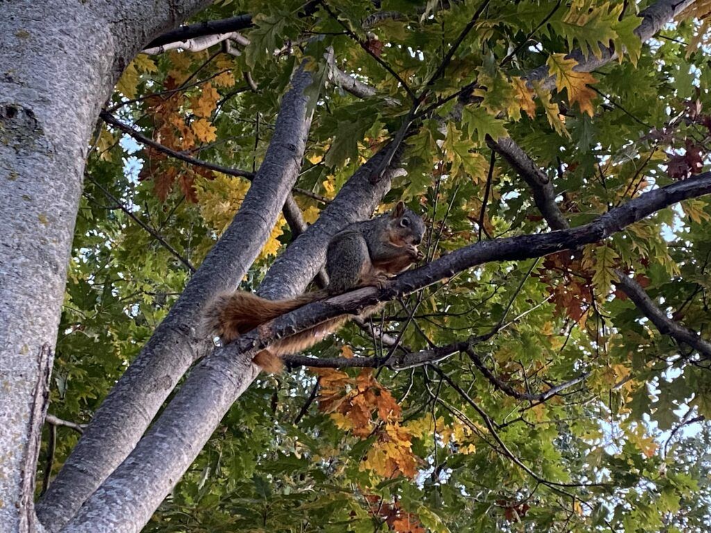リス